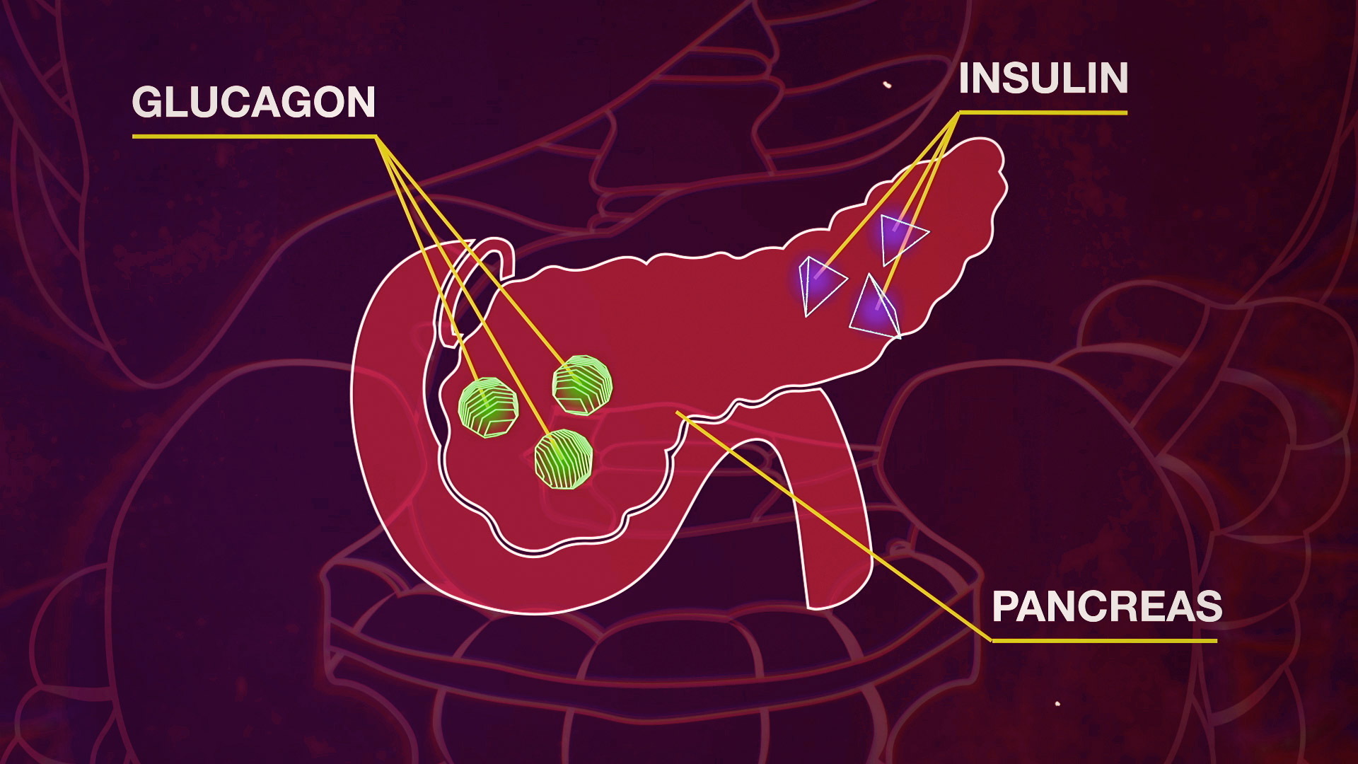 Effetti dell Insulina e del Glucagone sul metabolismo